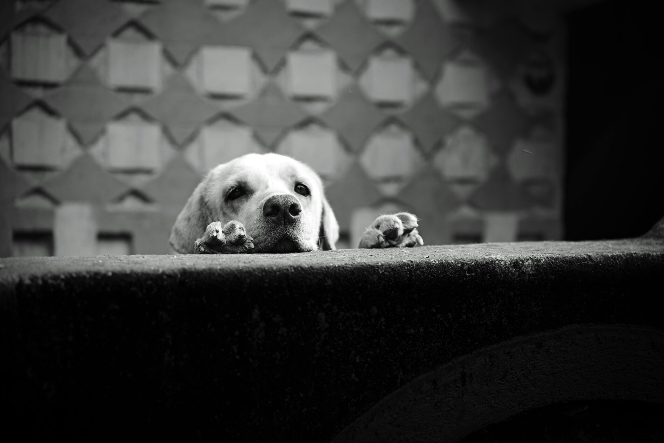 Immagine di un cane in bianco e nero, che sembra triste