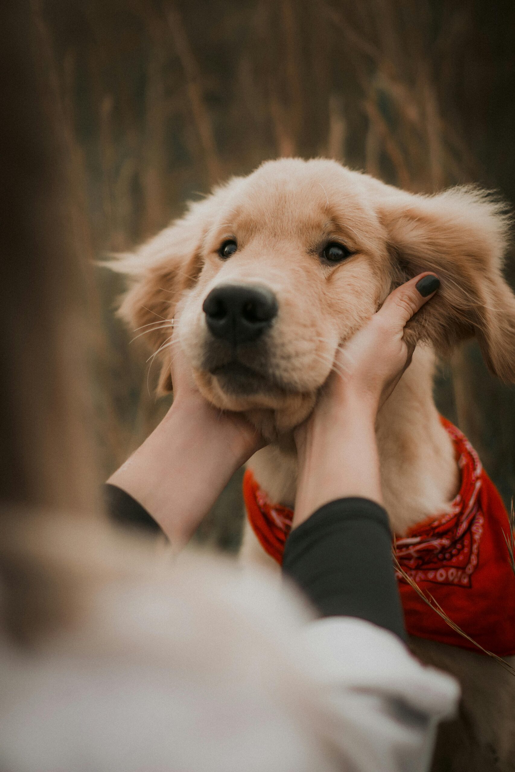 Come capire se il tuo cane ti ama: le risposte della scienza