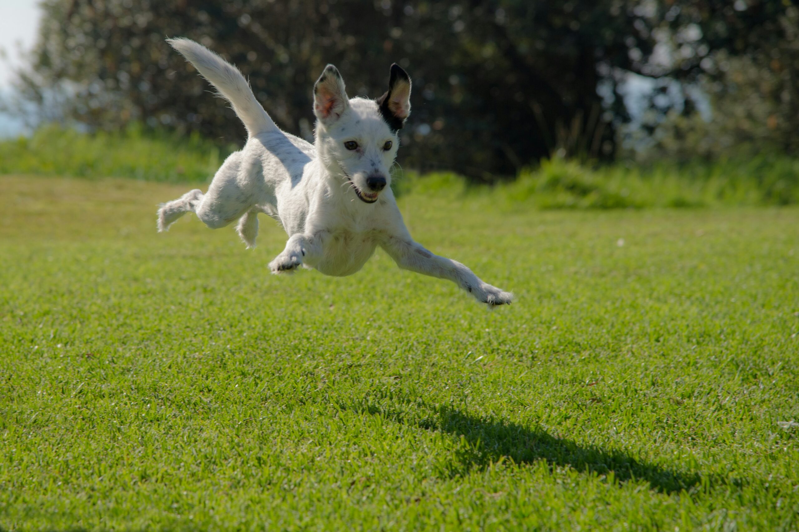 Zoomies cane: cosa sono le corse pazze e cosa dice la scienza