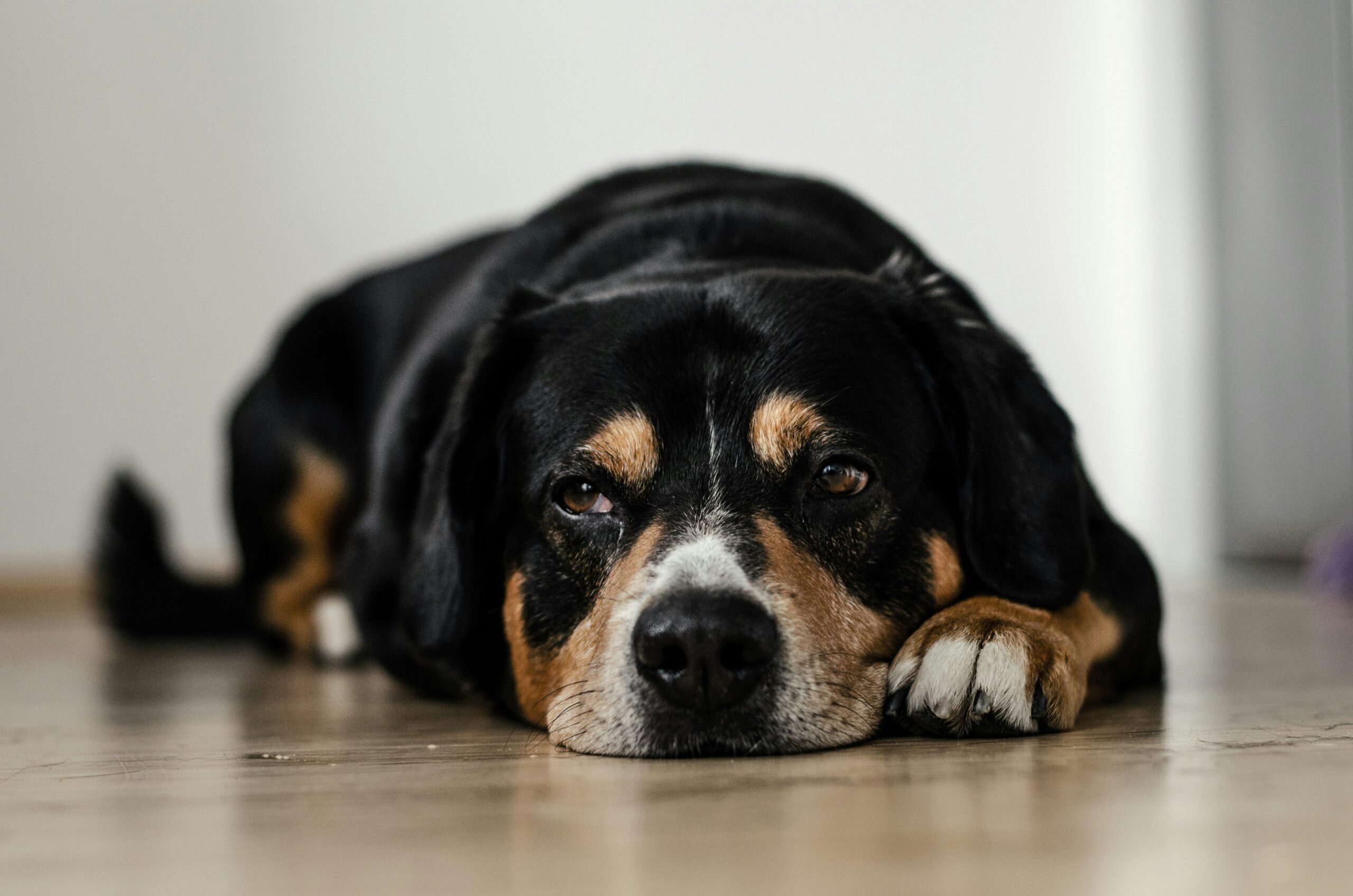 Un cane sdraiato a terra con il muso appoggiato sul pavimento che mostra segni di debolezza, letargia e malessere dovuti a un principio di colpo di calore.