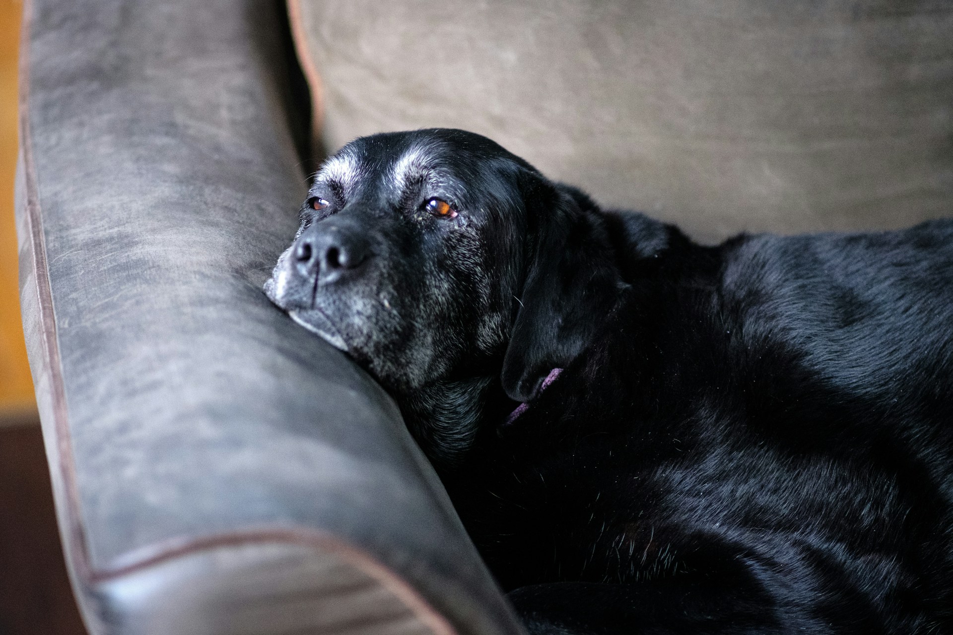 Primo piano di un cane anziano nero con il muso brizzolato che riposa su un divano, simbolo dei sintomi della demenza senile e della disfunzione cognitiva canina.