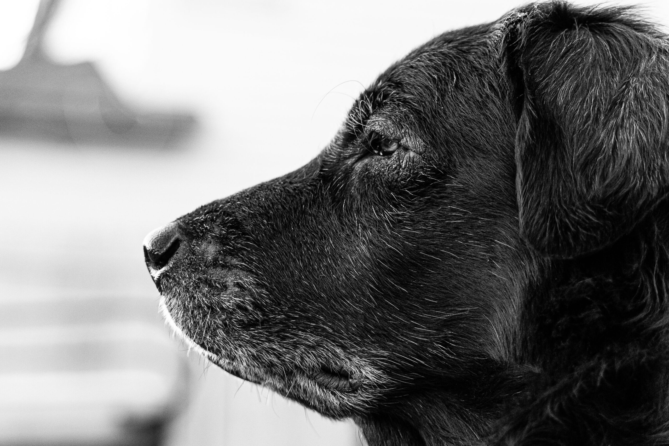 Profilo in bianco e nero di un cane anziano senior dallo sguardo serio, simbolo del declino cognitivo e della demenza senile canina.