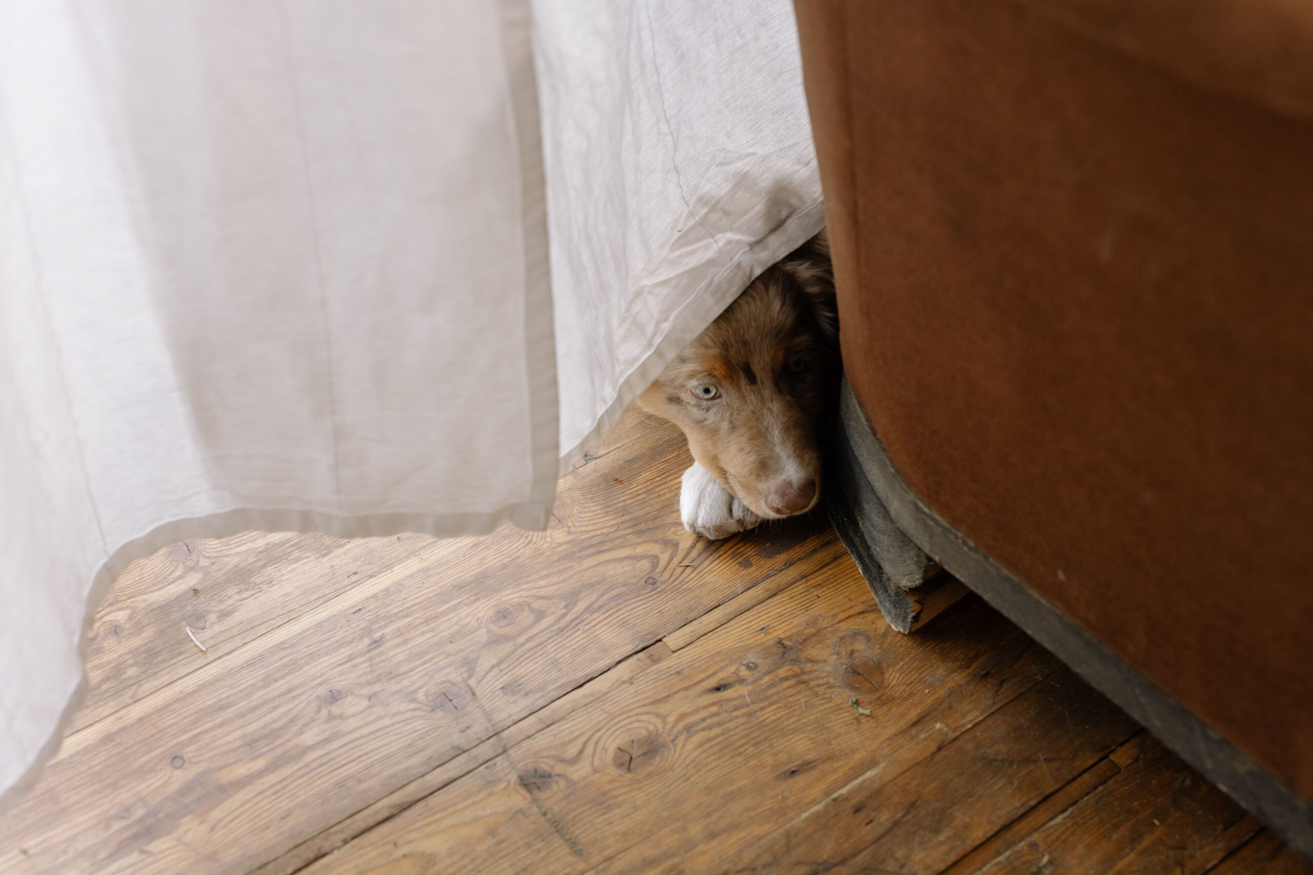 Un cane impaurito rannicchiato in un angolo buio che cerca di nascondersi.