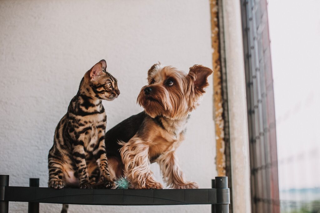 Un cane e un gatto seduti vicini in ambiente domestico che guardano verso l'obiettivo.
