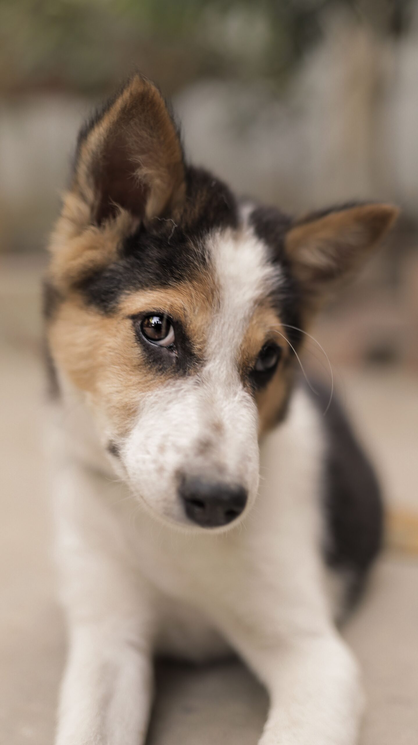 Cane in primo piano che guarda l'obiettivo con espressione attenta e aria curiosa.