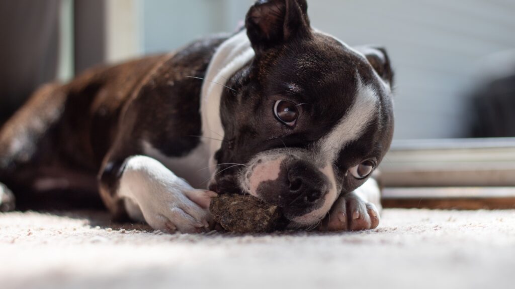 Primo piano di un cucciolo di cane bianco e nero sdraiato su un tappeto che mangia la cacca.