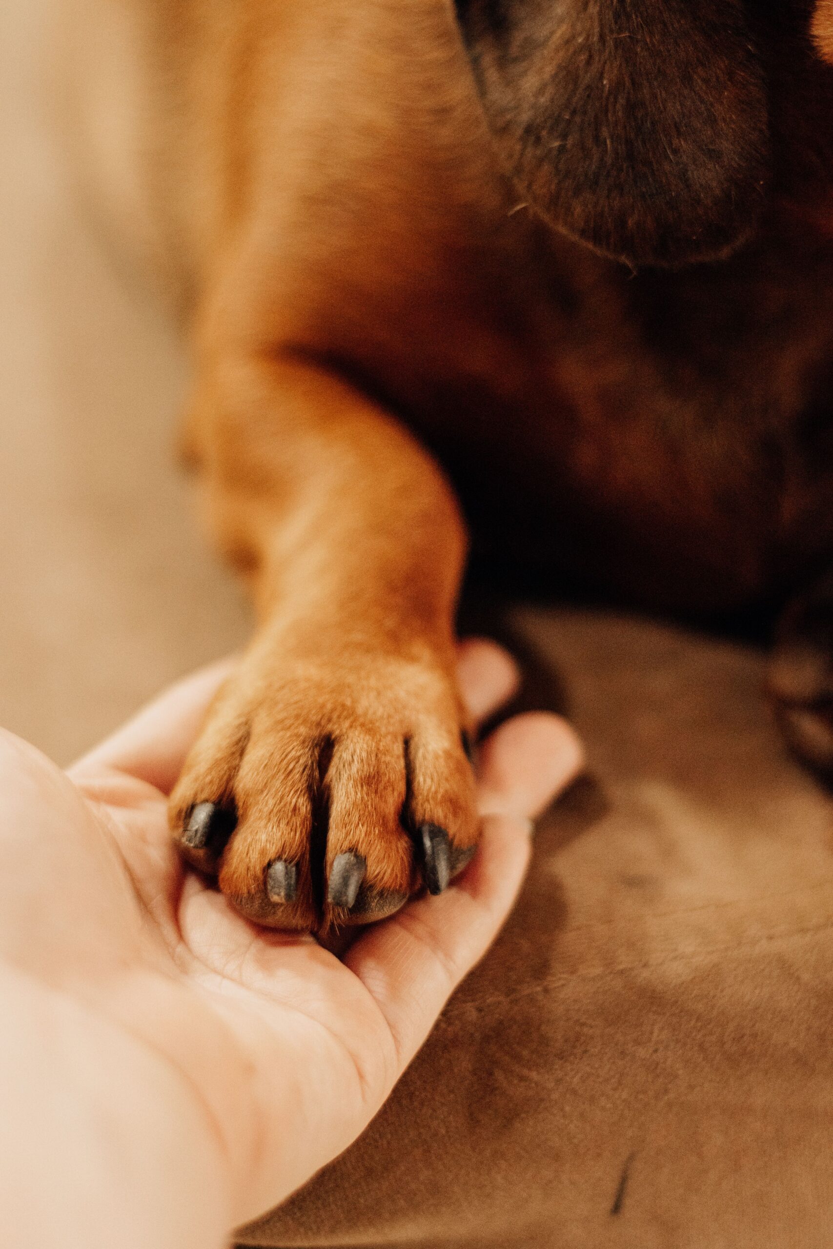 Primo piano di una mano umana che stringe con dolcezza la zampa di un cane per un ultimo saluto intimo.
